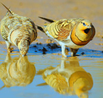Pin-tailed Sandgrouse – Pterocles alchata