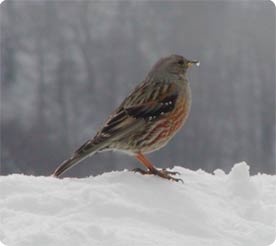 Alpine Accentors occur in small numbers in the winter months