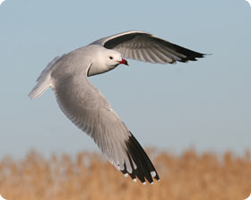 Audouin's Gull - Birding in The Ebro Delta