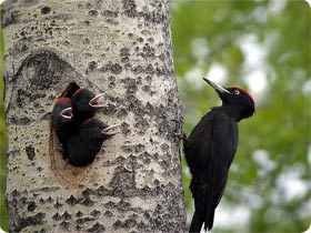 Black Woodpecker can be found in Belagua Itinerary