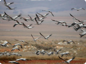 Cranes - Birding in Gallocanta
