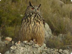 Additional Species can be found near Sant Llorenç like the Eagle Owl