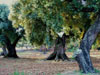 15. An olive grove in the Ports massif.  