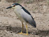 18. Night Herons can also be seen by day in the Ebro Delta.  