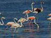 20.  Thousands of Greater Flamingos now breed in the Ebro Delta. 