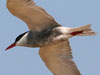 23. Whiskered Terns are present throughout the year.  