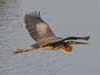 24. A Purple Heron flying between reedbeds in the Ebro Delta. 