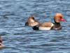 28. Red-crested Pochards. Aren't they smart?  
