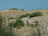 3. Ebro Delta dunes. Lesser Short-toed Larks can't be far away. 