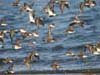 30. The bays of the Ebro Delta are great spots for wader watching.  