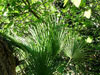 34. Dwarf fan palm: Europe's only native palm. 