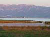 37. L'Encanyissada lagoon is a point of reference for birders in the Ebro Delta.  