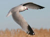 38. 70% of the world's population of Audouin's Gulls breeds in the Ebro Delta.  