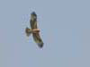 39. Bonelli's Eagles are one of the region's specialities too.  