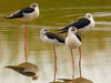 41. Black-winged Stilts and other waders in the Ebro Delta.  