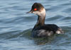 46. Black-necked Grebes are often abundant in the sea bays. 