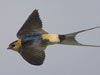 48. Red-rumped Swallows are now well established in these parts. 