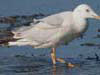49. Slender-billed Gulls have breeding colonies in the Ebro Delta. 