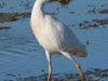 50. Cattle Egrets are common birds in the Ebro Delta. 