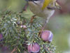 55. Europe's smallest bird, and one of the most attractive: the Firecrest. 