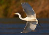 56. The Great White Egret can now be seen year round in the Ebro Delta. 