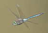 57. Can dragonfly enthusiasts identify the species?  