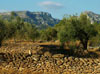 6. Try birding in the olive groves at the foot of the lovely Cardó massif.  