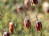   10. Montsec is a great exploring ground for plant lovers. Here a small group of fritillaries. 