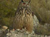   29. The magnificent Eagle Owl needs no introduction. 