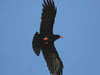   31. Red-billed Choughs love Montsec mostly for its abundance of inaccessible ledges. 