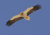   32. Egyptian Vultures seem to be getting more common in the area. 
