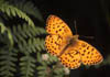   36. Was this photograph of a fritillary butterfly really taken in Montsec? 