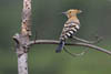   37. Hoopoes are beautiful birds, but smelly according to popular sources. 