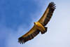   40. A Griffon Vulture is not a bird that can be ignored. 