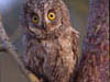   41. A Scops Owl after being told he has to migrate.