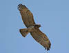   43. Short-toed Eagles are the commonest eagle in the region.