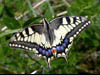   53. A beautiful swallowtail butterfly.