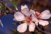   57. Almond blossoms: can you smell them? 