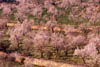   7. If you come on a birding trip early in the year you can see and smell the almond blossoms.