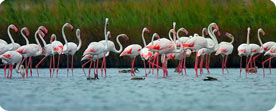 Greater Flamingo - The Ebro Delta Birding Experience