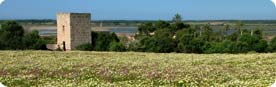 Birding in southern Mallorca: a field of flowers and Salines des Salobrar in the background.