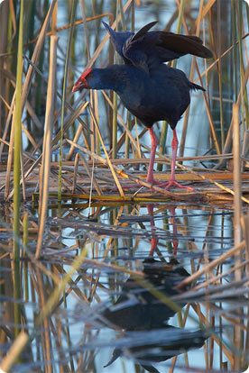 In the park habitats specialities such as Moustached Warbler, Purple Gallinule...