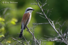 Red-Backed Shrike - Aigüestortes National Park East