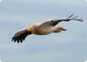 ...in the road to San Juan de la Peña numerous birds of prey can be seen such as Egyptian Vulture...