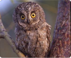 Scop's Owl - Sierra de Guara East